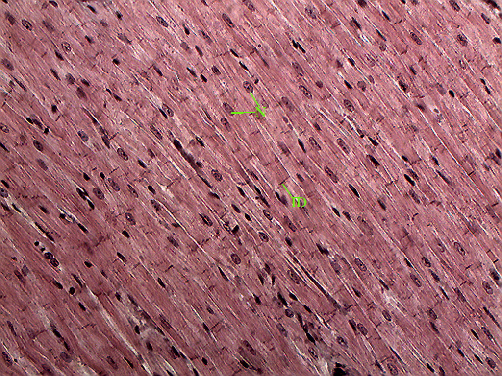 Cardiac Muscle 20 X Histology